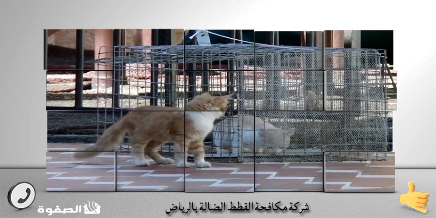 مؤسسة مكافحة القطط الضالة بالرياض